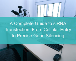 A Complete Guide to siRNA Transfection: From Cellular Entry to Precise Gene Silencing - cover
